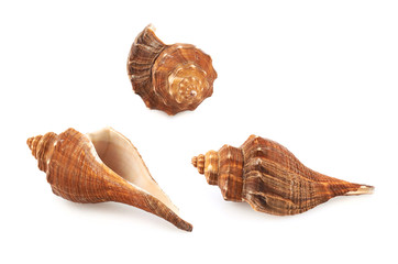 Sea shell isolated