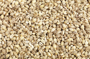 Barley