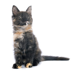 maine coon kitten