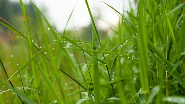 Beautiful dew on the grass