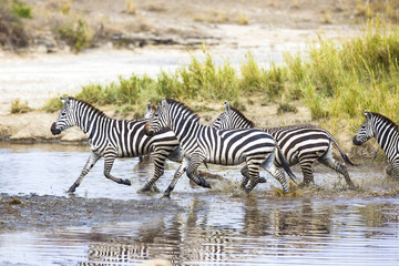 Fototapeta na wymiar Zebras runs in the water