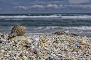 Landscape with shells on beach