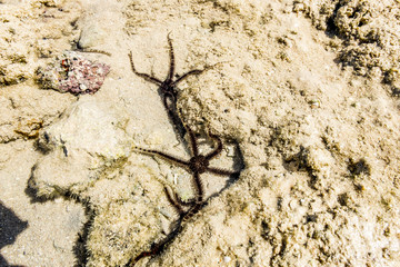 Coral Reef and sea stars in the nature reserve of Ras Mohammed o