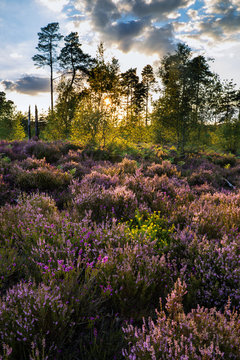 Summer landscape over meadow of purple heather during sunset