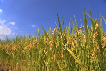 豊作の水田と青空