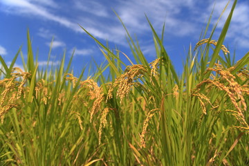 稲穂と青空