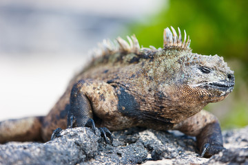 Male marine iguana
