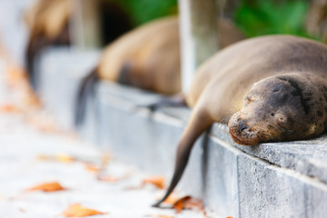 Sea lions sleeping along a road
