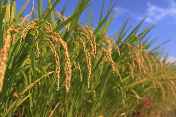 稲穂と青空