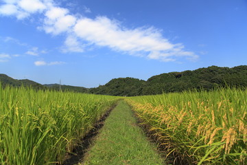 水田の畦道と青空