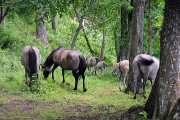 Dziki koń - Tarpan 3 © jaworex