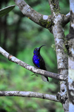 Costa Rica Kolibri sitzend im Baum