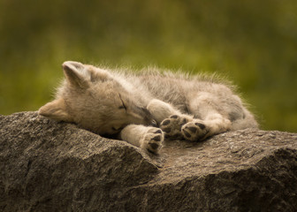 süßer Babywolf © Roman Grandke