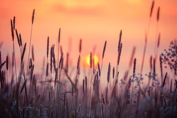 Foto auf Acrylglas Rural grass on meadow © romantsubin