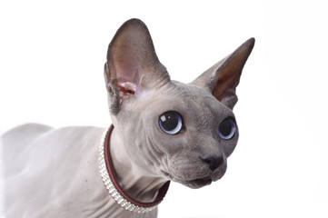 Canadian sphynx cat