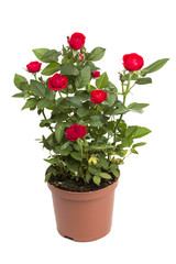 Roses in a flower pot