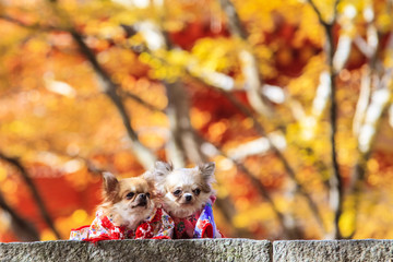 The Dog Wearing A Yukata