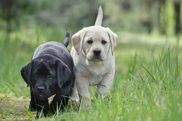 Labrador retriever puppy in garden