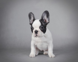 French Bulldog puppy