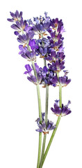 Obraz premium Lavender flowers Lavandula angustifolia on white