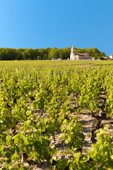Fototapeta na wymiar Vineyard in Bordeaux, France