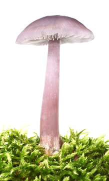 Amethyst Deceiver purple mushroom Laccaria amethystina