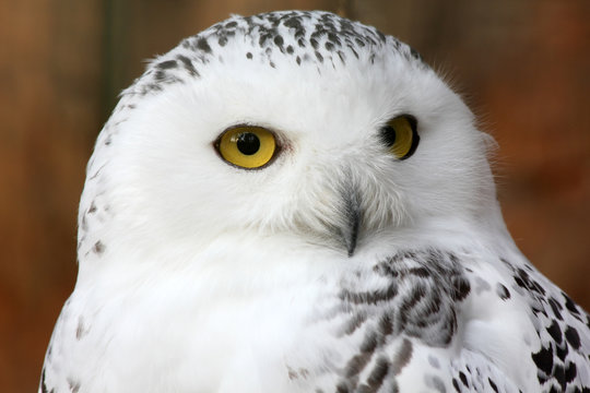 white polar owl
