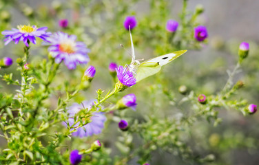 White  butterfly on autumn asters