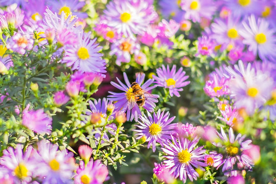 Bee on lilac autumn asters