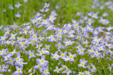 Fototapeta premium Bluet Flowers in a Group
