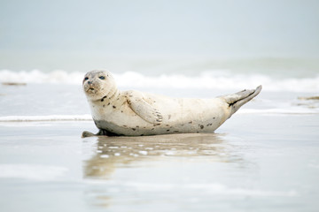 Fototapeta premium Baby Grey Seal (Halichoerus grypus) relaxing on the beach