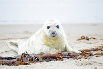 Naklejka premium White grey baby seal looks inquisitively at the beach with big