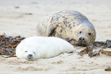 Naklejka premium Mother and baby seal on the beach