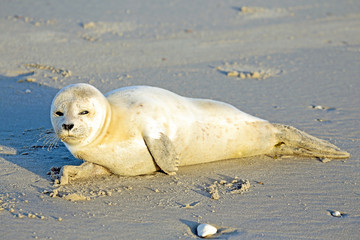 Obraz premium Baby Grey Seal (Halichoerus grypus) relaxing on the beach