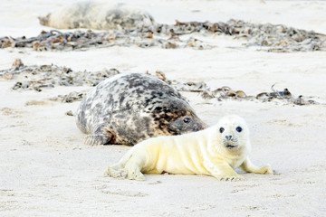 Naklejka premium Mother and baby seal on the beach