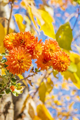 Orange chrysanthemums in autumn day