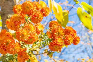 Bouquet of orange chrysanthemums on a sunny autumn day