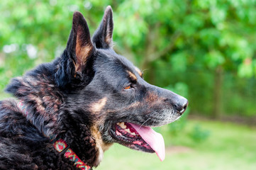 German Shepherd portrait