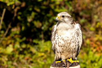 Greifvogel