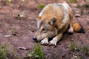 Wolf