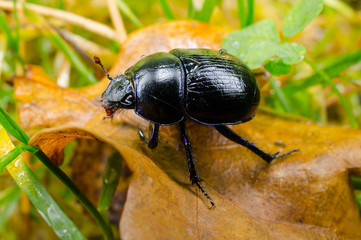 herbstlicher Waldmistkäfer (Regentropfen)
