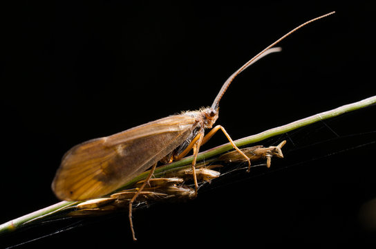 K&ouml;cherfliege in Herbstsonne