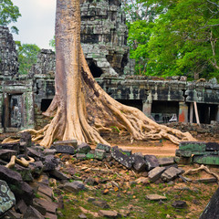 Giant tree in Siem Reap