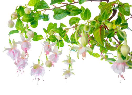 blossoming beautiful delicate white with pink fuchsia, isolated