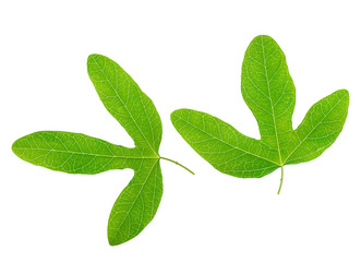 Green passionflower leaves closeup is isolated on white backgrou