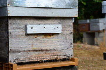 Ruche avec ces abeilles