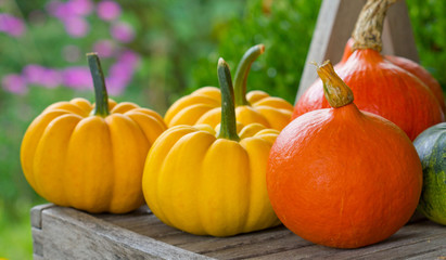 Fototapeta na wymiar pumpkins