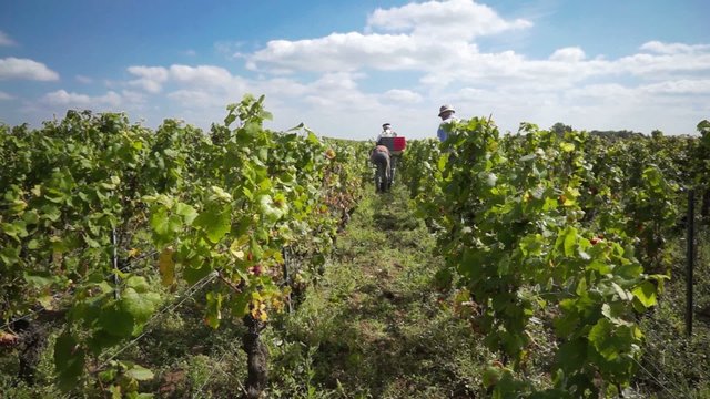 vendanges