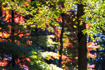 Colorful maple leaf