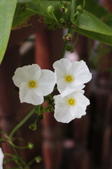 White Flower
